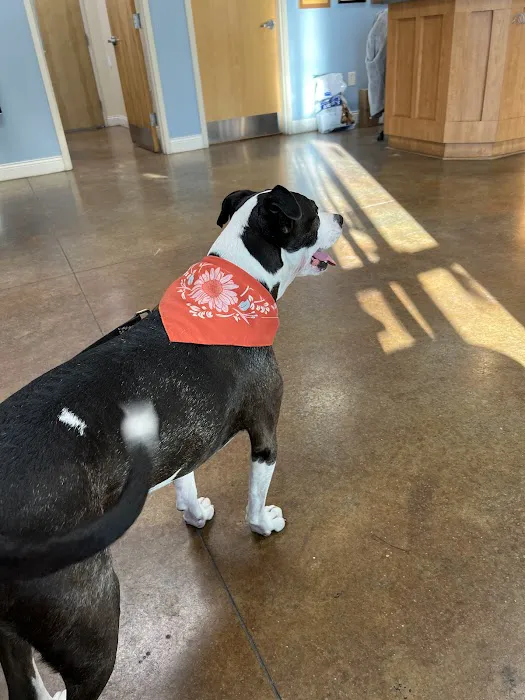 Wilmington Animal Healthcare Veterinary Hospital Picture 4