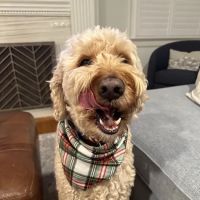 Banfield Pet Hospital ico