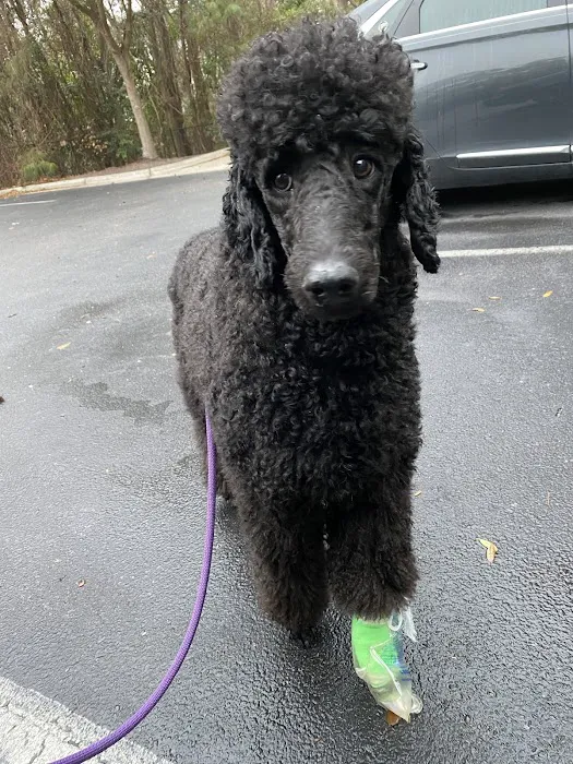 Forest Hills Veterinary Hospital Picture 7