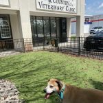 A Country Veterinary Clinic
