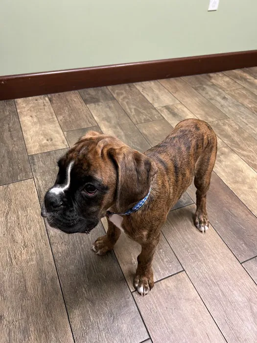 A Country Veterinary Clinic Picture 4