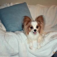 Wellspring Holistic Veterinary Care ico