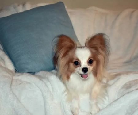 Wellspring Holistic Veterinary Care