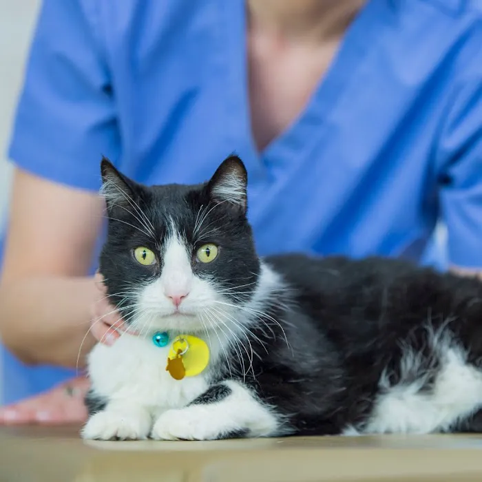 Surf City Pet Hospital Picture 4