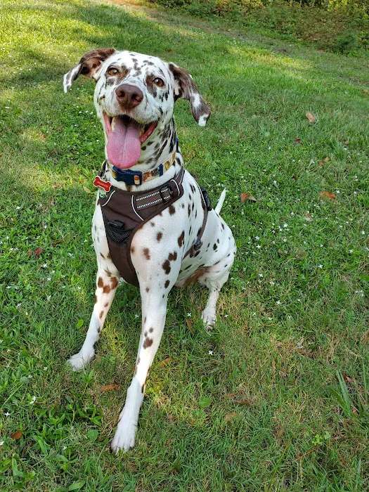 Holly Ridge Veterinary Hospital Picture 8
