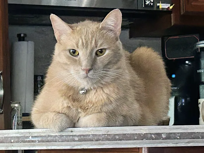 All Pets Animal Hospital Picture 1