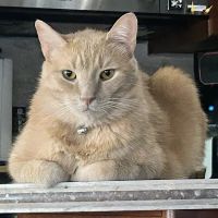 All Pets Animal Hospital ico