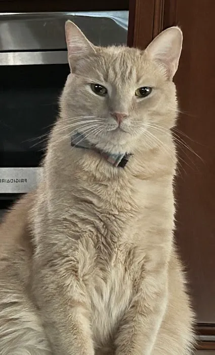 All Pets Animal Hospital Picture 7