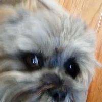 Highsmith Animal Hospital: Anderson Jennifer DVM ico