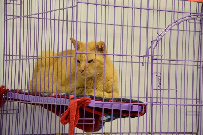 Woodstock Spay & Neuter Clinic Picture 3