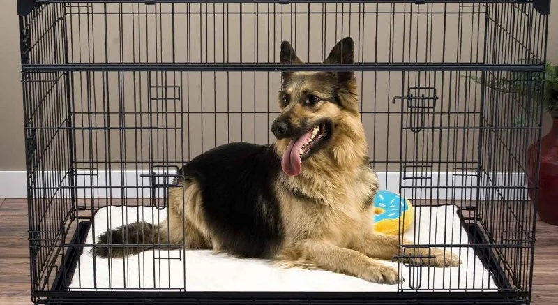 Best Practices for Crate Training Your Puppy