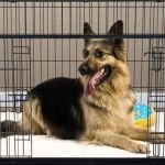 Best Practices for Crate Training Your Puppy