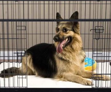 Best Practices for Crate Training Your Puppy