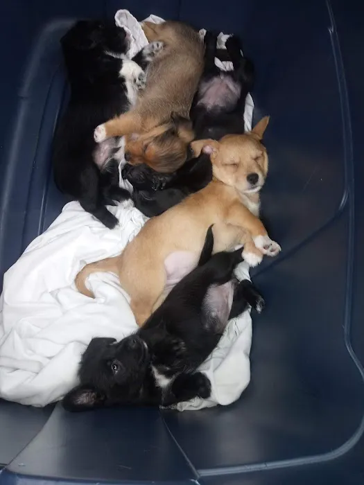 Woodstock Spay & Neuter Clinic Picture 9