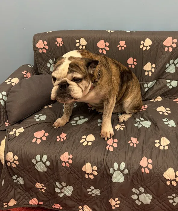 PetVet365 Pet Hospital Lexington/Harrodsburg Rd Picture 4