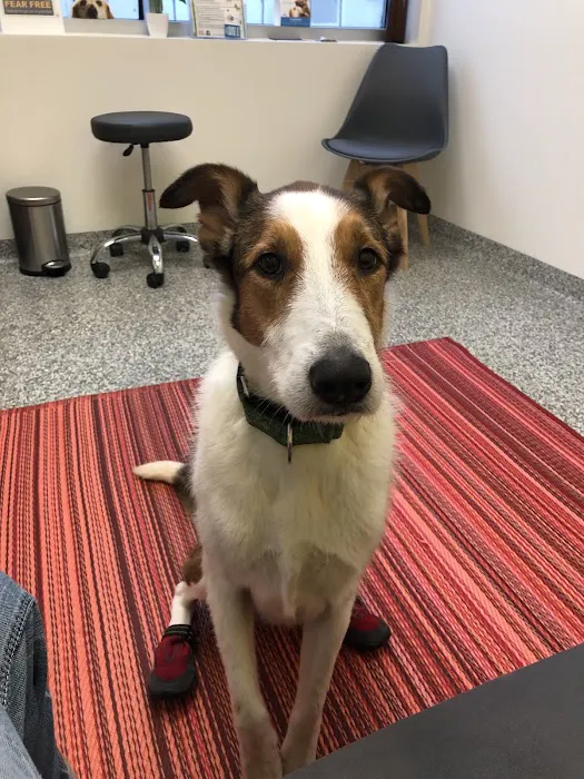 PetVet365 Pet Hospital Lexington/Harrodsburg Rd Picture 9