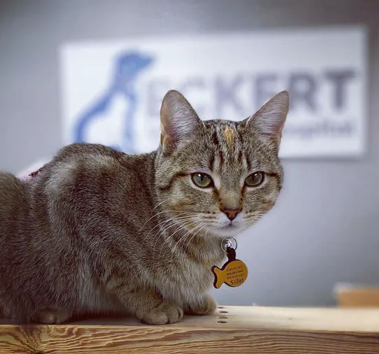 Eckert Veterinary Hospital Picture 2