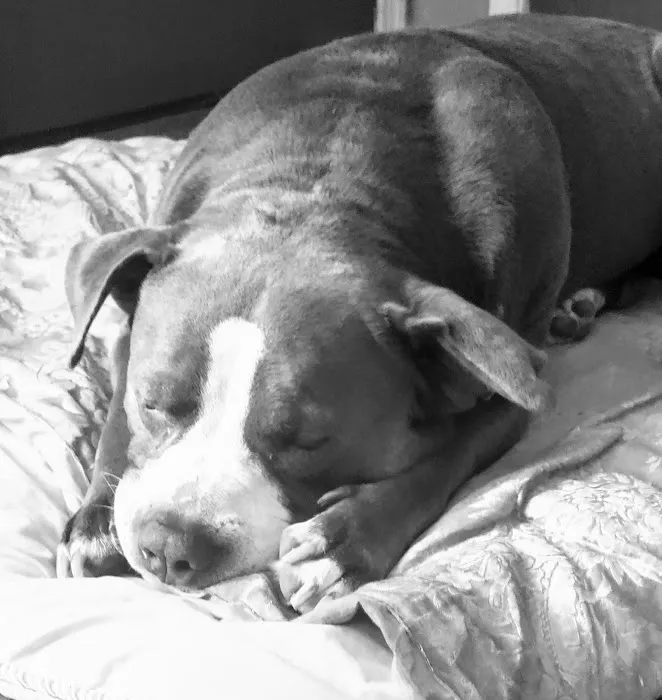 Eckert Veterinary Hospital Picture 7