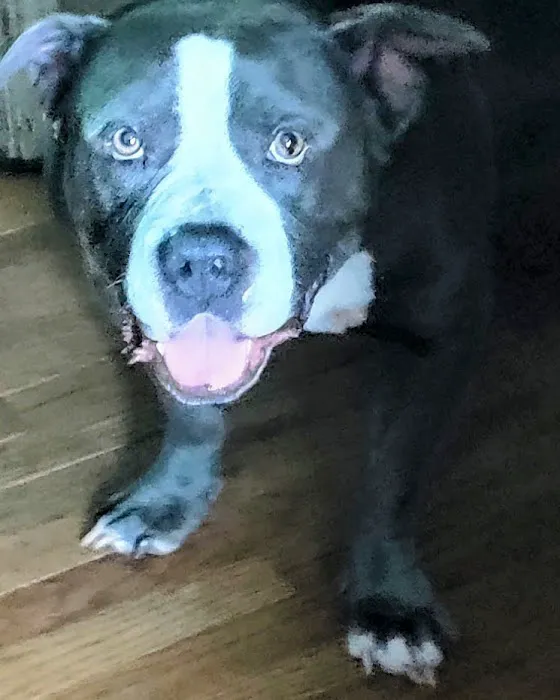 Eckert Veterinary Hospital Picture 6