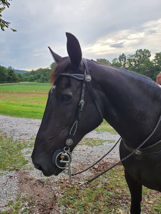 Wolfe Equine Services, PLLC Picture 4