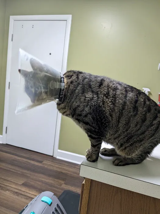 Clays Mill Veterinary Clinic Picture 10