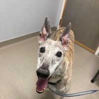 Nicholasville Road Animal Hospital ico