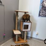 PetVet365 Pet Hospital & Dental Center Lexington/Brannon Crossing