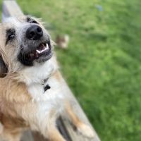 Hope Spay Neuter Clinic ico