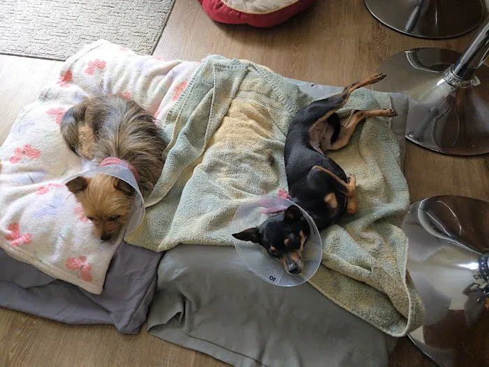 Hope Spay Neuter Clinic Picture 4
