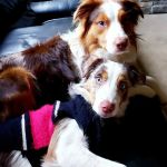 Buffalo Trace Veterinary Services