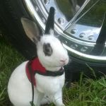 Crossroads Veterinary Clinic, LLC