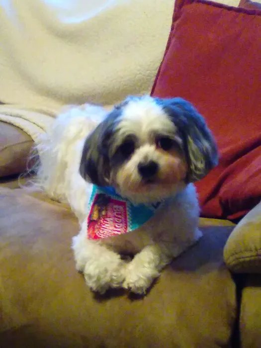 Crossroads Veterinary Clinic, LLC Picture 6