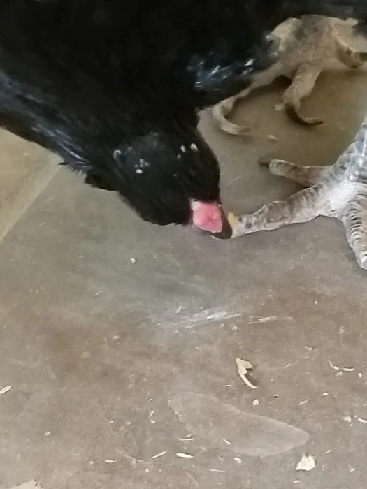 Crossroads Veterinary Clinic, LLC Picture 9