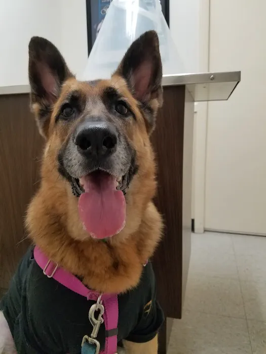 VCA Woodford Animal Hospital Picture 4