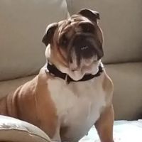 Cornerstone Animal Care ico
