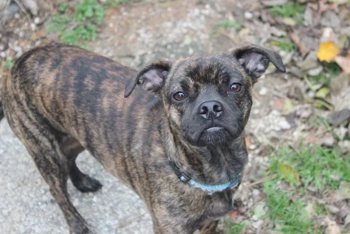 Cornerstone Animal Care Picture 3