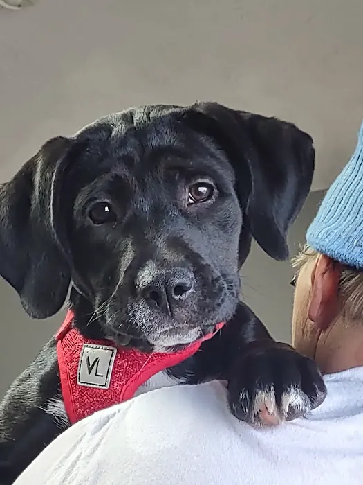 Cornerstone Animal Care Picture 7