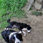 Annville Veterinary Clinic