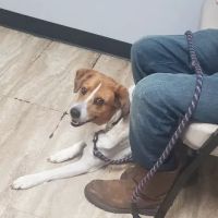 Deaton Veterinary Clinic ico
