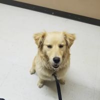 Animal House Veterinary Clinic ico