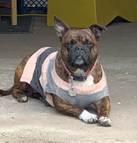 Boyce Animal Hospital Picture 7