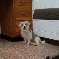 Westview Animal Clinic ico