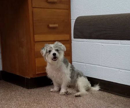 Westview Animal Clinic