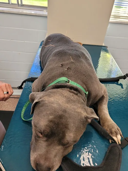 Westview Animal Clinic Picture 6
