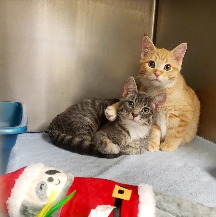 Care Animal Hospital Picture 8