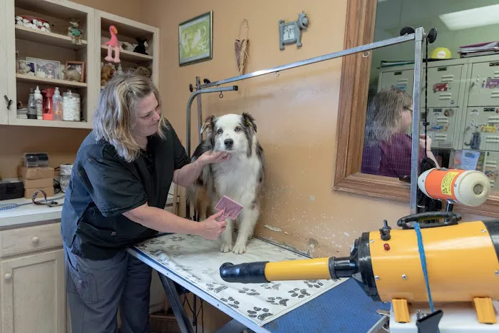 Care Animal Hospital Picture 10