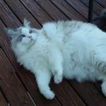 Village Veterinary Clinic