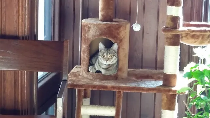 Village Veterinary Clinic Picture 4