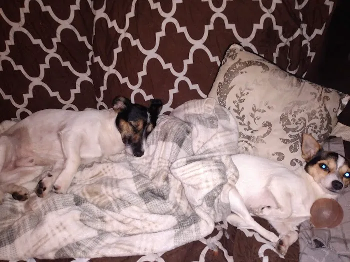 Dearborn County Animal Clinic Picture 5