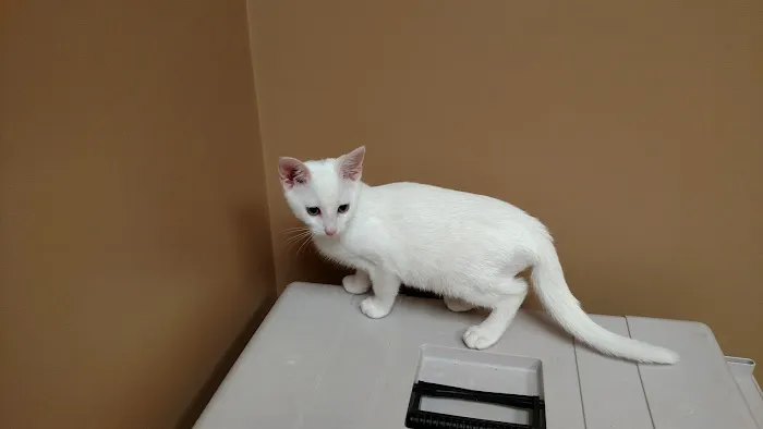 Dearborn County Animal Clinic Picture 8